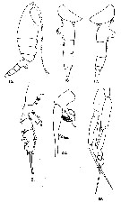 Species Euchaeta tenuis - Plate 11 of morphological figures