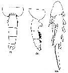 Espce Euchaeta spinosa - Planche 8 de figures morphologiques