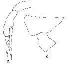 Espce Scaphocalanus echinatus - Planche 13 de figures morphologiques