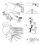 Espce Euchirella lisettae - Planche 3 de figures morphologiques