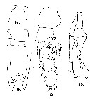 Espce Scottocalanus farrani - Planche 4 de figures morphologiques