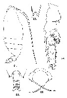 Espce Scottocalanus sedatus - Planche 2 de figures morphologiques