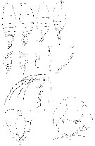 Espce Temoropia mayumbaensis - Planche 5 de figures morphologiques