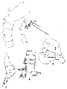 Espce Pleuromamma xiphias - Planche 33 de figures morphologiques