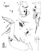 Espce Euchirella lisettae - Planche 4 de figures morphologiques