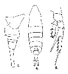 Espce Centropages elongatus - Planche 4 de figures morphologiques