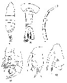 Espce Centropages elongatus - Planche 5 de figures morphologiques