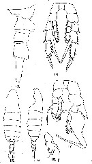 Espce Centropages calaninus - Planche 7 de figures morphologiques