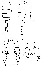 Espce Lucicutia flavicornis - Planche 18 de figures morphologiques
