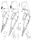 Espce Euchirella lisettae - Planche 5 de figures morphologiques