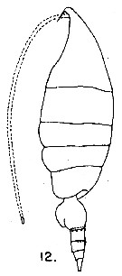 Species Heterorhabdus papilliger - Plate 16 of morphological figures