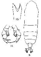 Espce Haloptilus fertilis - Planche 7 de figures morphologiques
