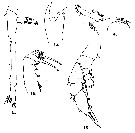 Espce Haloptilus ornatus - Planche 10 de figures morphologiques