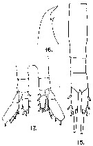 Espce Euaugaptilus hecticus - Planche 13 de figures morphologiques