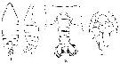 Espce Arietellus setosus - Planche 17 de figures morphologiques