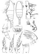 Espce Spinocalanus longispinus - Planche 1 de figures morphologiques