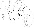Espce Arietellus plumifer - Planche 9 de figures morphologiques