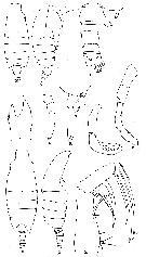 Espce Candacia longimana - Planche 8 de figures morphologiques