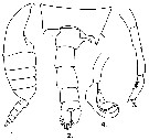 Espce Candacia tenuimana - Planche 8 de figures morphologiques