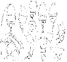 Espce Candacia ethiopica - Planche 12 de figures morphologiques