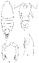 Espce Candacia pachydactyla - Planche 10 de figures morphologiques
