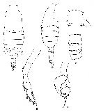 Espce Candacia pachydactyla - Planche 11 de figures morphologiques