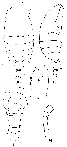 Species Candacia curta - Plate 9 of morphological figures