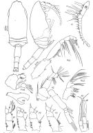Espce Spinocalanus longispinus - Planche 2 de figures morphologiques