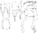 Espce Candacia varicans - Planche 1 de figures morphologiques