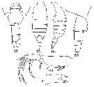 Espce Candacia catula - Planche 5 de figures morphologiques