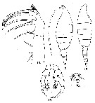 Espce Heterorhabdus prolatus - Planche 3 de figures morphologiques