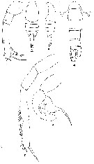 Espce Candacia catula - Planche 6 de figures morphologiques
