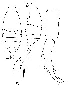 Espce Candacia simplex - Planche 7 de figures morphologiques