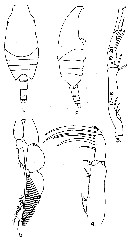 Espce Candacia simplex - Planche 6 de figures morphologiques