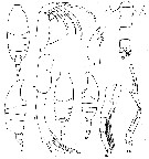 Espce Candacia truncata - Planche 8 de figures morphologiques