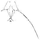 Espce Acartia (Acartia) danae - Planche 12 de figures morphologiques
