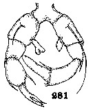 Espce Arietellus plumifer - Planche 10 de figures morphologiques
