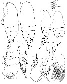 Espce Bradyidius arnoldi - Planche 1 de figures morphologiques