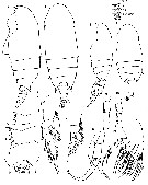 Species Bradyidius arnoldi - Plate 1 of morphological figures