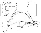 Espce Ranthaxus vermiformis - Planche 4 de figures morphologiques