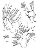 Espce Spinocalanus horridus - Planche 2 de figures morphologiques