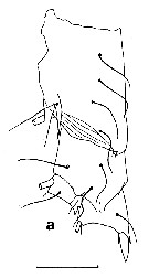 Espce Euchirella messinensis - Planche 20 de figures morphologiques