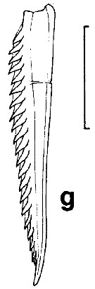 Espce Euchirella bitumida - Planche 10 de figures morphologiques