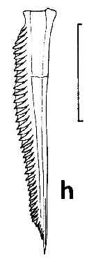 Espce Undeuchaeta incisa - Planche 21 de figures morphologiques