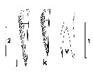 Espce Euchirella pulchra - Planche 14 de figures morphologiques