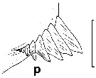 Espce Euchirella rostrata - Planche 23 de figures morphologiques