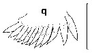 Espce Euchirella curticauda - Planche 17 de figures morphologiques