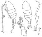 Espce Spinocalanus antarcticus - Planche 2 de figures morphologiques
