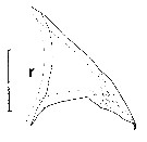 Espce Euchirella maxima - Planche 24 de figures morphologiques