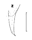 Espce Euchirella galeatea - Planche 7 de figures morphologiques